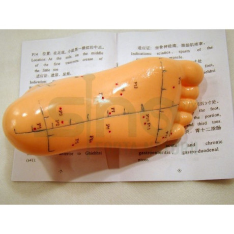 model-picior-studiu-acupunctura-cod-s02-big-2