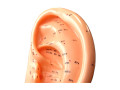 mulaj-studiu-acupunctura-ureche-22-cm-cod-s05-small-0