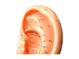 Mulaj studiu acupunctura ureche 22 cm (cod S05)