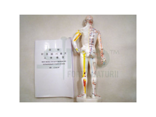 Model studiu acupunctura barbat 26 cm (cod S08)