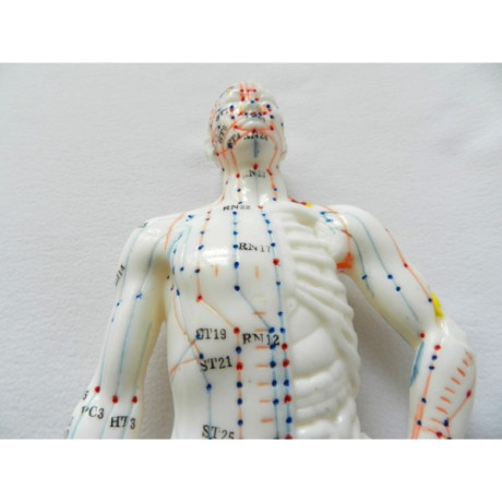 model-studiu-acupunctura-barbat-26-cm-cod-s08-big-2