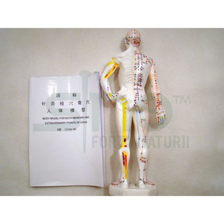 model-studiu-acupunctura-barbat-26-cm-cod-s08-big-0