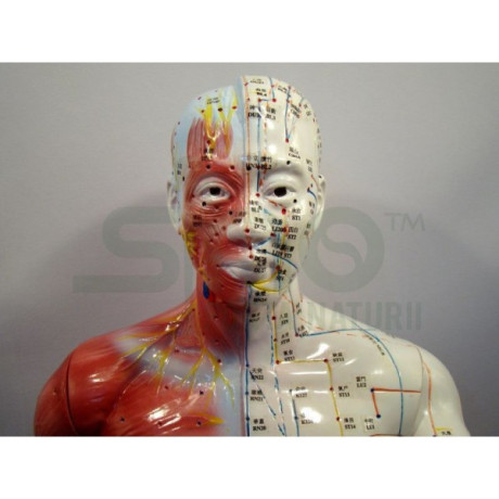 mulaj-studiu-acupunctura-barbat-84-cm-cod-s11-big-3