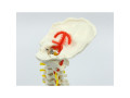 coloana-cervicala-cu-artera-vertebrala-cod-s18-small-3