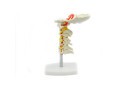 coloana-cervicala-cu-artera-vertebrala-cod-s18-small-5