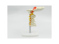 coloana-cervicala-cu-artera-vertebrala-cod-s18-small-1