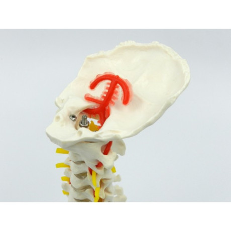 coloana-cervicala-cu-artera-vertebrala-cod-s18-big-3