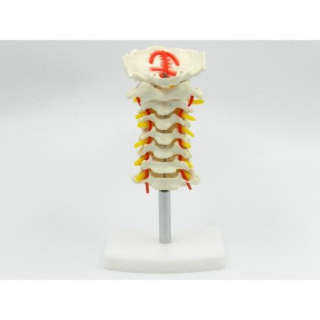coloana-cervicala-cu-artera-vertebrala-cod-s18-big-0