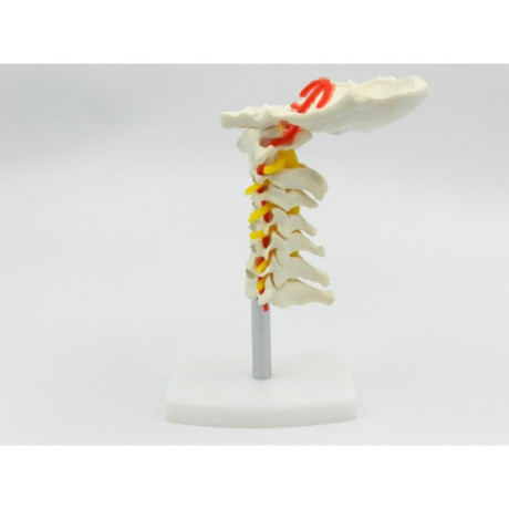 coloana-cervicala-cu-artera-vertebrala-cod-s18-big-1