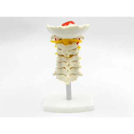 coloana-cervicala-cu-artera-vertebrala-cod-s18-big-2