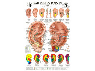 Plansa ureche pentru reflexoterapie si acupunctura (cod H04-1)