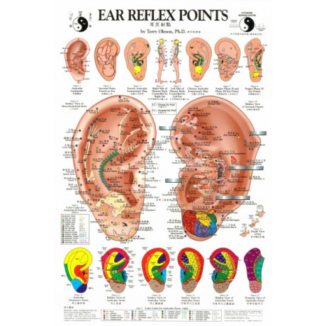 plansa-ureche-pentru-reflexoterapie-si-acupunctura-cod-h04-1-big-0